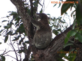 16_Koala 1 of 4 sighted concurrently_11Jan2015.jpg